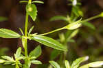 Florida hedgehyssop